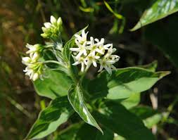 Attēlu rezultāti vaicājumam “Vincetoxicum hirundinaria”