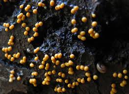 Attēlu rezultāti vaicājumam “Trichia longipalpis spores”