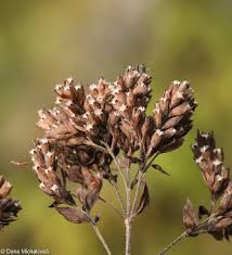 Attēlu rezultāti vaicājumam “Origanum vulgare bud”