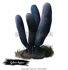 Attēlu rezultāti vaicājumam “Xylaria longipes”