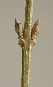 Attēlu rezultāti vaicājumam “Forsythia suspensa flower”