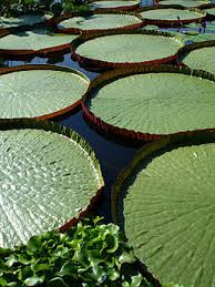 Image result for Thaddus Haenke