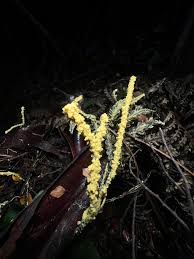 Attēlu rezultāti vaicājumam “Leocarpus fragilis stalked”