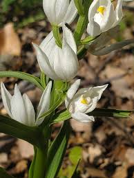 Attēlu rezultāti vaicājumam “Cephalanthera longifolia”