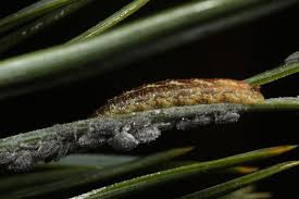 Attēlu rezultāti vaicājumam “Schizolachnus pineti”