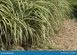 Attēlu rezultāti vaicājumam “Carex ornithopoda”