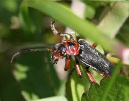 Attēlu rezultāti vaicājumam “Cantharis rustica”