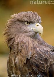 Image result for Haliaeetus albicilla