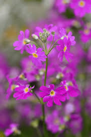 Attēlu rezultāti vaicājumam “Primula farinosa bud”