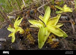 Attēlu rezultāti vaicājumam “Pinguicula vulgaris leaf”