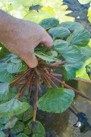 Attēlu rezultāti vaicājumam “Trapaceae”