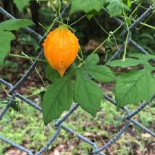 Attēlu rezultāti vaicājumam “Antennaria dioica fruit”