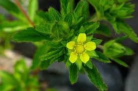 Attēlu rezultāti vaicājumam “Potentilla norvegica flower”