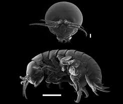 Attēlu rezultāti vaicājumam “Amphipoda”