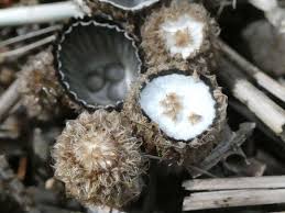 Attēlu rezultāti vaicājumam “Cyathus striatus”