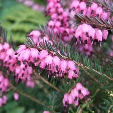 Attēlu rezultāti vaicājumam “Erica x darleyensis flower”