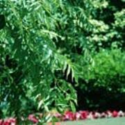 Attēlu rezultāti vaicājumam “Fraxinus excelsior Pendula”