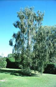 Attēlu rezultāti vaicājumam “Betula pendula var. carelica”