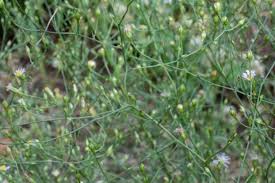 Attēlu rezultāti vaicājumam “Atrichum flavisetum sporophyte”