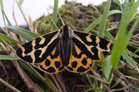 Attēlu rezultāti vaicājumam “Parasemia plantaginis”