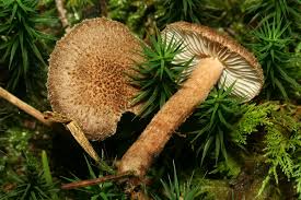 Attēlu rezultāti vaicājumam “Inocybe lanuginosa”