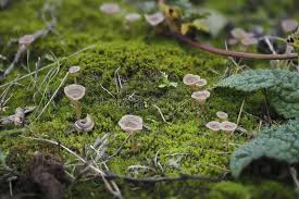 Attēlu rezultāti vaicājumam “Arrhenia spatulata”