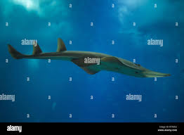 Image result for Rhynchobatus djiddensis