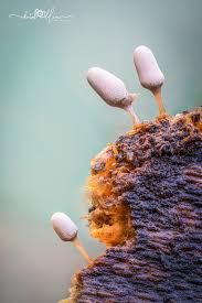 Attēlu rezultāti vaicājumam “Arcyria cinerea stalked”