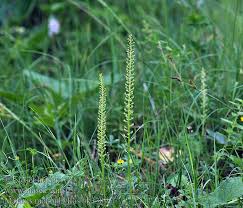 Attēlu rezultāti vaicājumam “Malaxis monophyllos leaf”