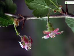 Attēlu rezultāti vaicājumam “Ribes uva-crispa flower”