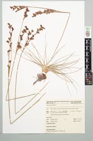 Attēlu rezultāti vaicājumam “Juncus squarrosus”