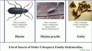 Attēlu rezultāti vaicājumam “Anogcodes melanurus”