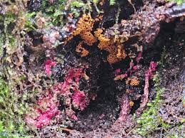 Attēlu rezultāti vaicājumam “Symphytocarpus flaccidus young”