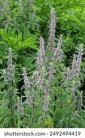 Attēlu rezultāti vaicājumam “Leonurus quinquelobatus”