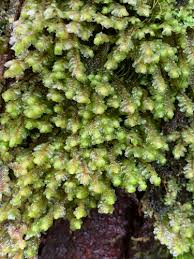 Attēlu rezultāti vaicājumam “Scapania apiculata”