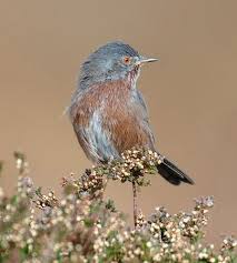 Attēlu rezultāti vaicājumam “Sylvia communis adult”