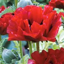 Image result for Papaver orientale