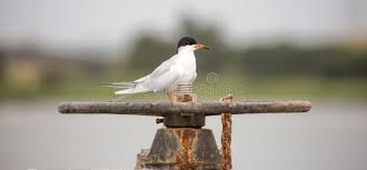 Image result for Sterna forsteri