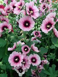 Image result for Alcea rosea `Appleblossom`