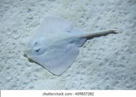 Image result for Raja clavata