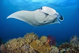 Image result for Mobula alfredi