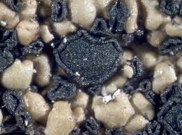 Attēlu rezultāti vaicājumam “Hypocenomyce friesii”