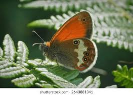 Attēlu rezultāti vaicājumam “Coenonympha arcania underside”