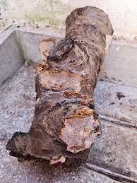 Attēlu rezultāti vaicājumam “Coriolopsis trogii”