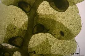 Attēlu rezultāti vaicājumam “Radula complanata”