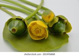 Attēlu rezultāti vaicājumam “Nuphar lutea fruit”