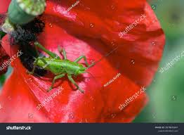 Attēlu rezultāti vaicājumam “Tettigonia viridissima”