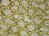 Attēlu rezultāti vaicājumam “Lophozia incisa”