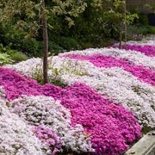 Image result for Phlox (großblumig)