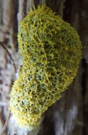 Attēlu rezultāti vaicājumam “Fuligo cinerea macro”